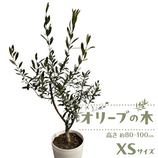 オリーブの木 XSサイズ 高さ80〜100cm