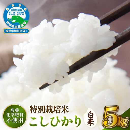 新米[令和8年産 ] 特別栽培米コシヒカリ5kg 農薬化学肥料不使用(白米)[10月中旬以降発送] [e81-b003_01]