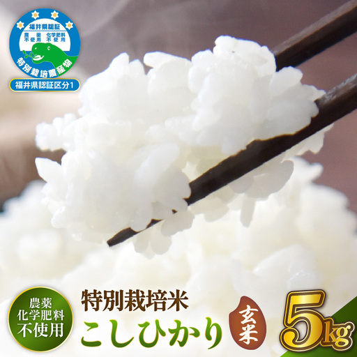 新米[令和8年産 ] 特別栽培米コシヒカリ5kg 農薬化学肥料不使用(玄米)[10月中旬以降発送] [e81-b003_02]
