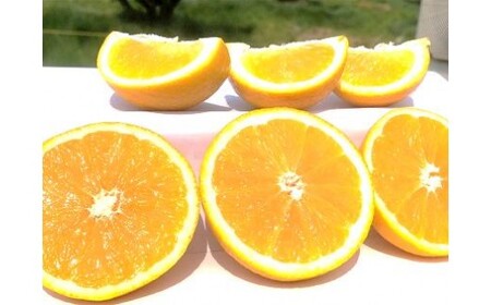 山本農園のニューサマーオレンジ （初夏の味） 4.5kg 【2027年3月下旬～4月下旬発送予定】 みかん 蜜柑 ミカン おれんじ オレンジ フルーツ 果物 くだもの ジューシー 柑橘 国産 完熟 ジューシー プレゼント 贈り物 ギフト 佐賀県 太良町 N128x2