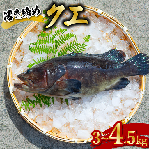 クエ 活き締め 3～4.5kg 本クエ アラ 鮮魚 クエ鍋 高級 高級魚 産地直送 冷蔵 養殖 国産 九絵 鍋