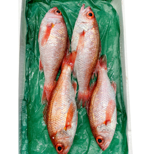 小サイズ！極上のどぐろ（水揚げ次第発送）【のどぐろ あかむつ ノドグロ 4尾 魚 さかな 旬 国産 高級魚 地魚 水揚げ直後 新鮮 冷蔵 ノンフローズン お取り寄せ 季節限定 大田市】