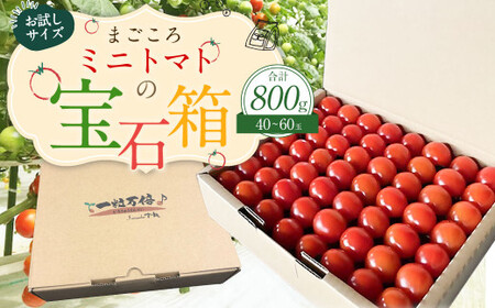 お試しサイズ まごころミニトマトの宝石箱 800g (約40〜60玉) サンチェリーピュア 夏秋ミニトマト トマト 野菜 [2026年7月上旬から11月下旬まで発送予定]