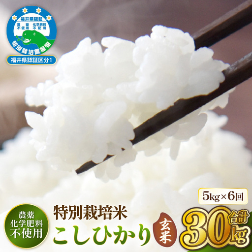 「定期便 6ヶ月」新米[令和8年産]特別栽培米コシヒカリ5kg × 6回(玄米) 福井県認証区分1取得[10月中旬以降発送] [農薬化学肥料不使用] [e81-j001_02]