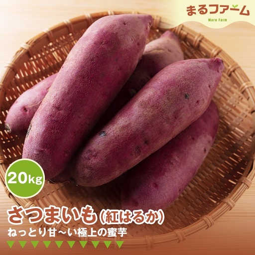 サツマイモ（紅はるか） 20kg ／ さつまいも 紅はるか 国産 新鮮 甘み しっとり 食感 焼き芋 お菓子作り たっぶり 大容量 料理用 常備しやすい 甘い系 千葉県 特産 No.387