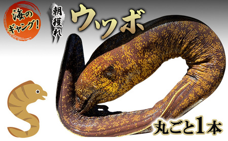 海のギャング 朝獲れウツボ！ 丸ごと1本 海のギャング