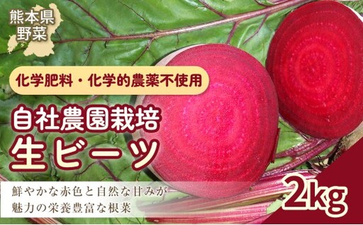 自社農園栽培 生ビーツ2kg ビーツ やさい 野菜 健康 美容 冷蔵 国産 九州 熊本県 あさぎり町