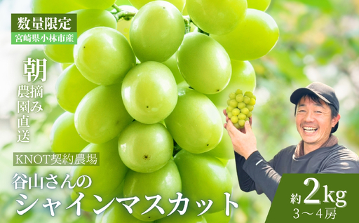 ぶどう 朝摘み樹上完熟シャインマスカット 2kg程度 ぶどう