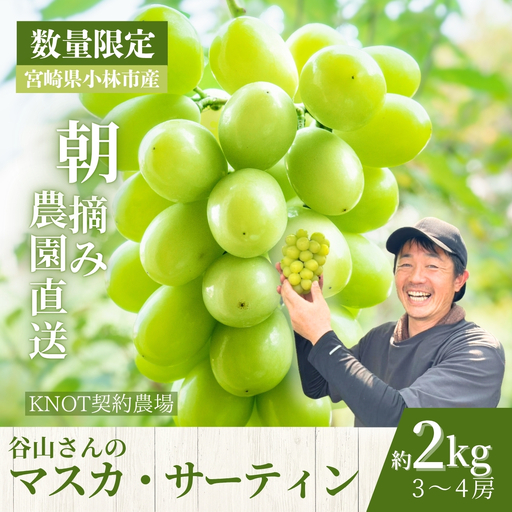【2027年発送 先行予約】農場直送・朝摘み樹上完熟マスカ・サーティン 2kg程度（ブドウ ぶどう シャインマスカット 希少 先行受付 2027 宮崎県）