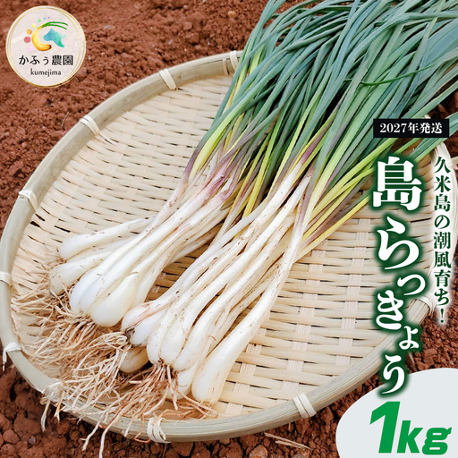 【2027年発送】久米島の潮風育ち！島らっきょう 1kg