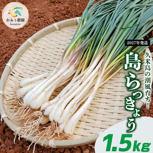 【2027年発送】久米島の潮風育ち！島らっきょう 1.5kg
