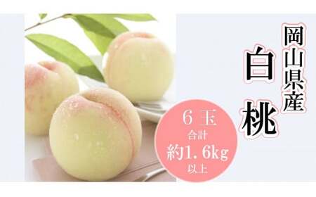岡山県産 白桃６玉（合計1.6kg以上）（ハックルベリーフィン）