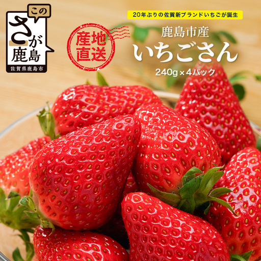 先行受付 いちごさん 240g×4P【生産者直送】いちご イチゴ  佐賀県 鹿島市【2027年2月頃～4月頃の発送予定】B-891