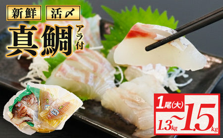 真鯛 1尾分 (約1.3kg～1.5kg) 半身 アラ付 真鯛 刺身用