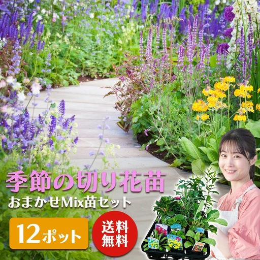 季節の切り花苗 お任せ12ポットmixセット【 花苗セット 花 季節の花 花セット ガーデニング 家庭菜園 園芸 初夏 夏 花壇 庭 鉢 玄関 プランター 寄せ植え おうち時間 趣味 ベランダ 土っ子倶楽部 プレゼント ギフト GB008】【202610a】