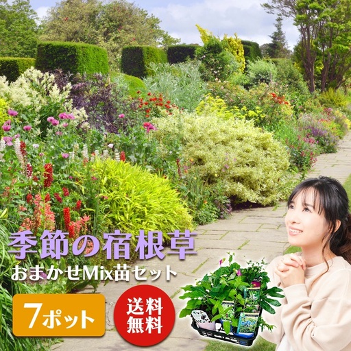 季節の宿根草 お任せ7ポットmixセット【切り花苗 花苗 花苗セット 花 季節の花 花セット ガーデニング 家庭菜園 園芸 初夏 夏 花壇 庭 鉢 玄関 プランター 寄せ植え おうち時間 趣味 ベランダ 土っ子倶楽部 プレゼント ギフト 】