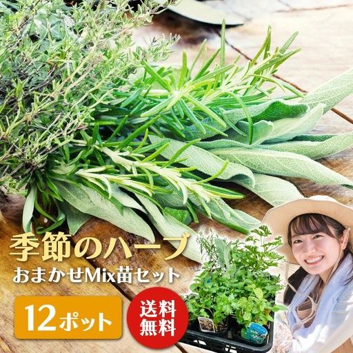季節のハーブ苗お任せ12ポットmixセット[ハーブ 苗 花苗 花苗セット 花 季節の花 ガーデニング 家庭菜園 園芸 初夏 夏 花壇 庭 鉢 玄関 プランター 寄せ植え おうち時間 趣味 ベランダ 土っ子倶楽部 プレゼント ギフト ]