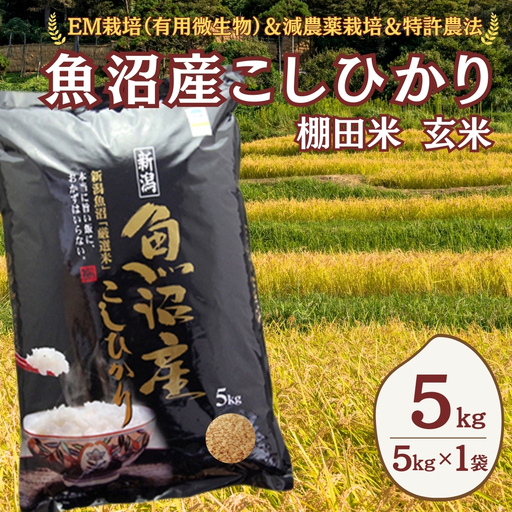 魚沼産コシヒカリ 玄米 5kg (5キロ×1) 佐藤農場 | 新潟県 玄米 おこめ 小千谷