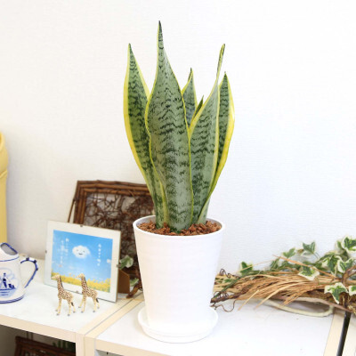 【観葉植物】サンスベリア 5号 ホワイト丸プラスチック鉢 土の表面:ウッドチップ【観葉植物 インテリア 部屋 おしゃれ 福岡県 筑前町 送料無料 AG056】【202609】