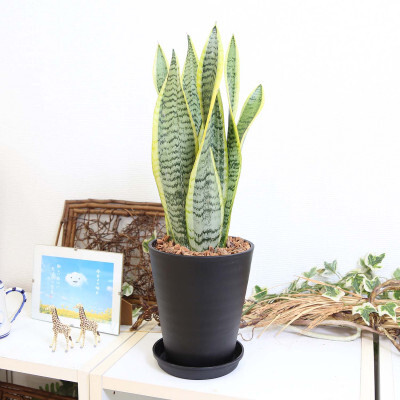 【観葉植物】サンスベリア 5号 ブラック丸プラスチック鉢 土の表面:ウッドチップ【観葉植物 インテリア 部屋 おしゃれ 福岡県 筑前町 送料無料 AG057】【202609】