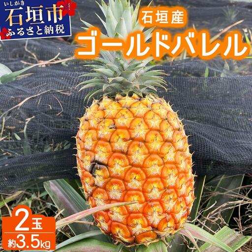 農家直送!石垣島産 ゴールドバレル2個セット 約3.5kg