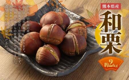 熊本県産 和栗 2kg 【2026年9月下旬発送開始】 クリ くり 栗 フルーツ くだもの 果物 国産