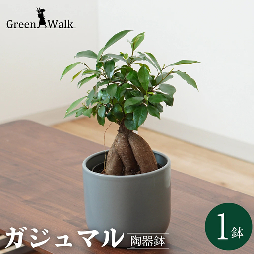 【白】ガジュマル モノトーン130 陶器鉢 1鉢 水位計セット