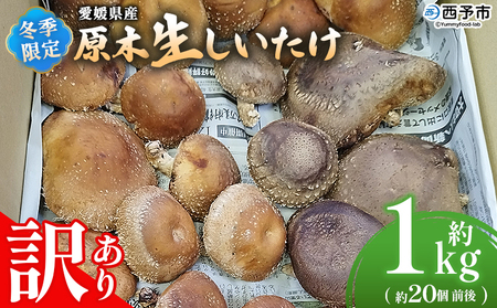 ＜冬季限定 原木生しいたけ 訳あり 約1kg＞ 20個前後 原木生椎茸 しいたけ シイタケ きのこ 家庭用 バーベキュー BBQ すき焼き しゃぶしゃぶ 料理 国産 愛媛県産 横林自治振興協議会 愛媛県 西予市【冷蔵】『11月中旬～3月上旬に順次出荷予定』NYJ0009