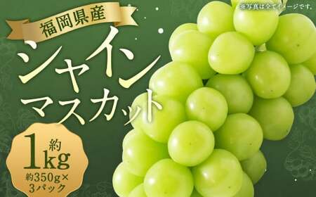 先行予約 シャインマスカット 約1,050g ぶどう 葡萄 ブドウ マスカット 果物 フルーツ 【2026年8月上旬～9月下旬発送】