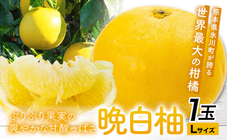 晩白柚 1玉 Lサイズ ばんぺいゆ 熊本[12月上旬-1月末頃出荷]熊本県 氷川町 果物 フルーツ 熊本県産 晩白柚 ばんぺいゆ