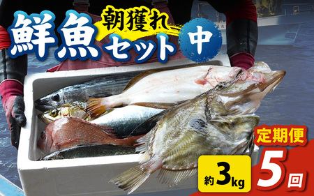 【5回お届け】【朝獲り】 鮮魚セット (中) 4種類以上 約3kg  魚 詰め合わせ 鮮魚ボックス 漁港直送 鮮魚