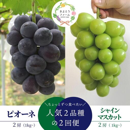 ピオーネとシャインマスカット、中2房の2回便！(定期便) (岡山県産)【KF-T002-02】