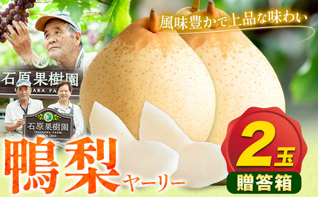 [先行予約]梨 なし 鴨梨 ヤーリー 贈答箱 2玉 石原果樹園 [11月中旬-12月下旬頃出荷]岡山県 浅口市 果物 フルーツ お取り寄せ お取り寄せフルーツ 送料無料