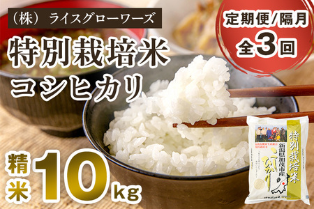 【令和8年産新米先行予約】【定期便3回隔月お届け】新潟県加茂市産 特別栽培米コシヒカリ 精米10kg（5kg×2）《10月上旬～順次出荷》 （株）ライスグローワーズ