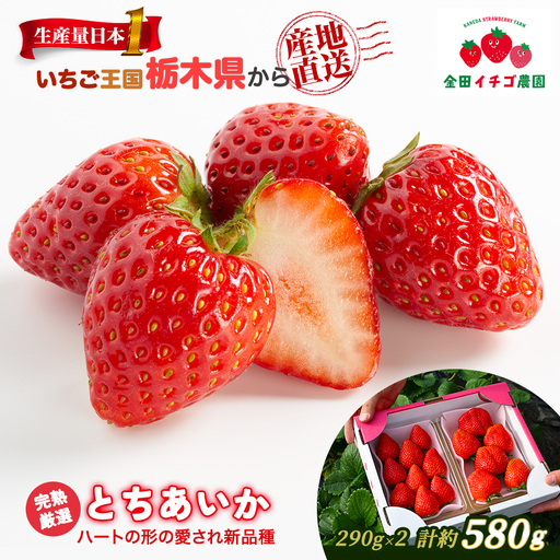 【数量限定】 とちあいか 290g×2パック | いちご 栃木 甘い 糖度 旬 新鮮 フルーツ 果物 アレンジ スイーツ いちごジャム フルーツサンド ※2026年12月～発送