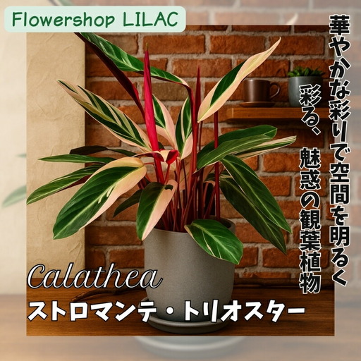 カラテアストロマンテ・トリオスター 観葉植物 インテリアグリーン