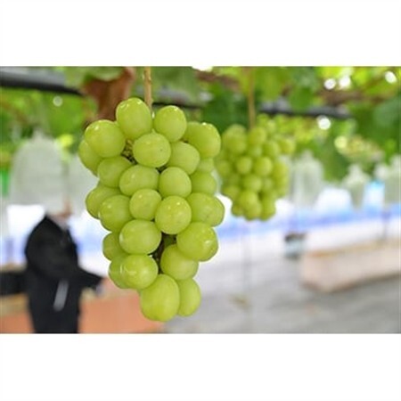 [2026年 秋発送分]〜シャインマスカット〜 2〜3房(約1.1kg)Domaine MARUTA[配送不可地域:離島]