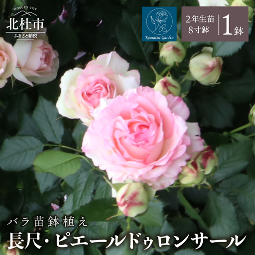 バラ苗鉢植え「長尺・ピエールドゥロンサール」 バラ苗 1鉢 ノイバラ台木 つる性 長尺 弱い返り咲 微香 8寸鉢 2年生 ガーデニング 初心者 一番人気 母の日 父の日 誕生日 新築祝い 記念樹 育て方ガイド同梱 コマツガーデン [h190]