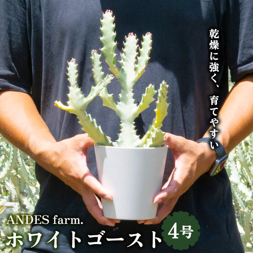 [ANDES farm.]沖縄育ち 良型ホワイトゴースト ユーフォルビア ホワイトゴースト 観葉植物