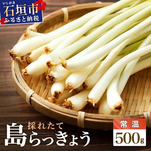 採れたて島らっきょう 農薬・化学肥料不使用 500g ≪2027年3月中旬〜6月下旬発送≫