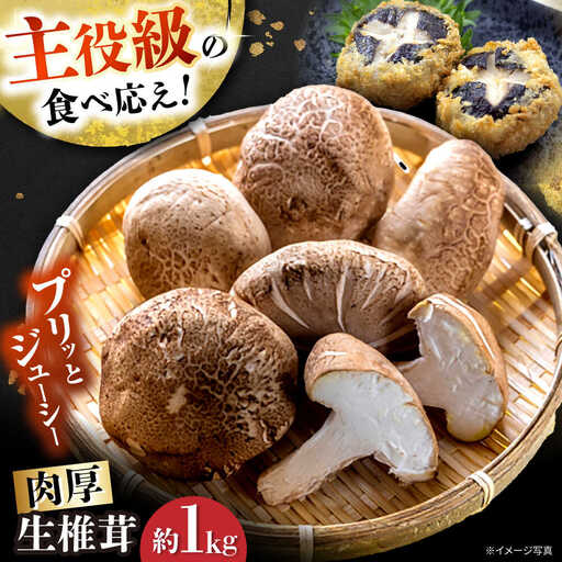 【11月から順次発送】肉厚生椎茸（菌床）約1kg / しいたけ シイタケ きのこ キノコ 椎茸 / 瀬戸市 / フラットフィールド[BBEE003]