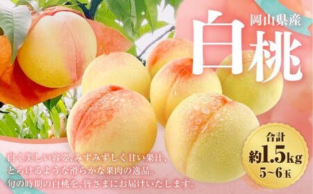 岡山県産 白桃 約1.5kg箱 5〜6玉 [2026年7月上旬〜8月下旬迄発送予定] もも 桃 果物 くだもの フルーツ 国産 果実 冷蔵