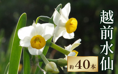 [先行予約]越前水仙 生花(切花) 約40本[2026年12月より順次発送] お正月 アレンジメント