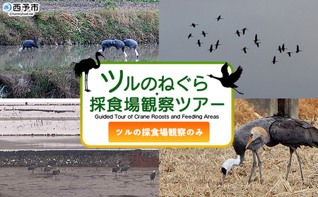 ＜ツルのねぐら・採食場観察ツアー（ツルの採食場観察のみ）＞ つる ツル 鶴 鳥 野鳥 貴重 体験 観察 ツアー ねぐら ネグラ ねぐら観察 ねぐら入り ねぐら立ち ナベヅル 鍋鶴 マナヅル 真鶴 真名鶴 野鳥観察 採食場 西予市観光物産協会 愛媛県 西予市 USB0010