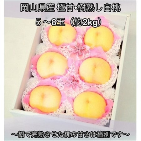 【2027年発送】岡山県産  極甘・樹熟し白桃 5-8玉(約2kg) 化粧箱入り【配送不可地域：離島】【1707557】