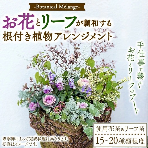 Botanical Mélange ～お花とリーフが調和する根付き植物アレンジメント～ ※2026年11月～発送