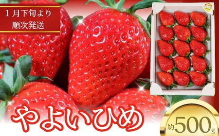 いちご やよいひめ 約450g〜500g 12〜15粒 [1月下旬〜4月下旬頃に順次出荷予定] いちご