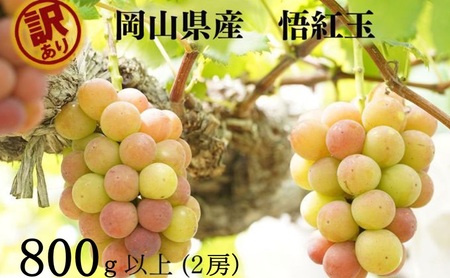 ぶどう 悟紅玉 ゴルビー 訳あり 岡山県産 ぶどう【2房 計800g以上】