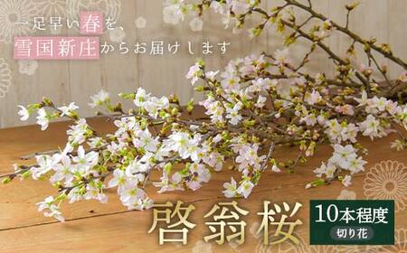 [一足早い春を、雪国新庄から]山形県新庄市産 啓翁桜 切り花(10本程度)