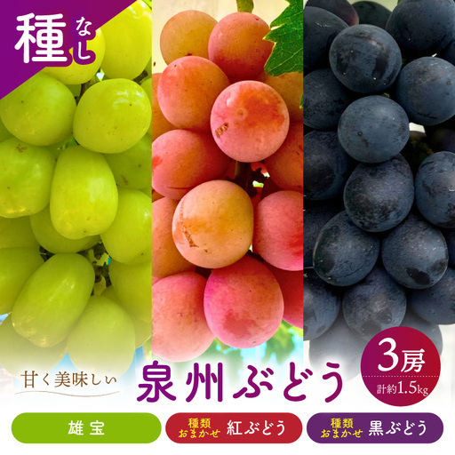 泉州ぶどう 大粒大房の雄宝とおまかせ2種の3房セット[065C-006]